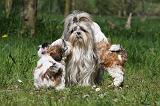 SHIH TZU 313